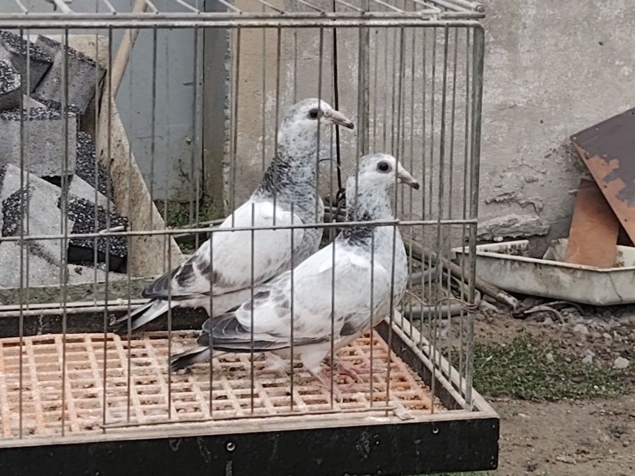 Sprzedam gołębie