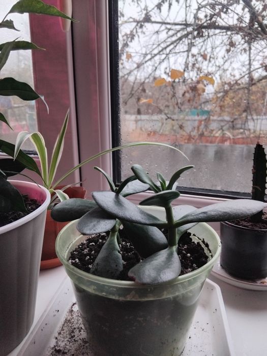 Крассула денежное дерево