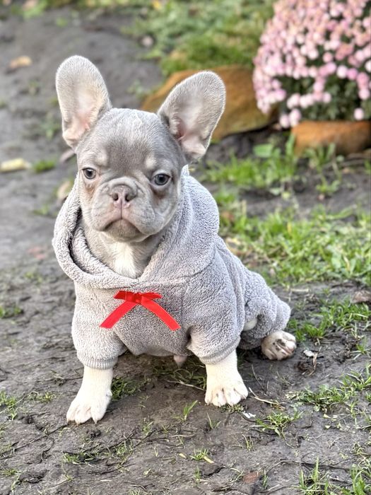 Харизматичний  красунчик