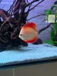 Vendo Discus com aproximadamente 10 cm