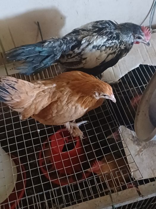 Casais de garnizes ou machos, casal leghorn