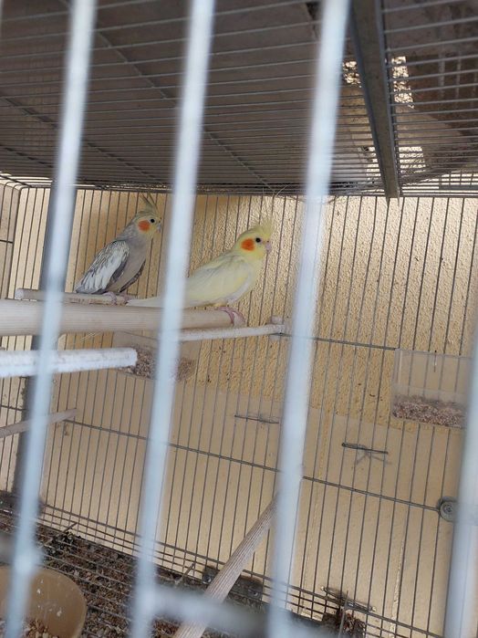 Casal de caturras para dispensar