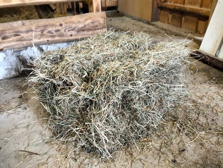 Siano w kostkach 2024