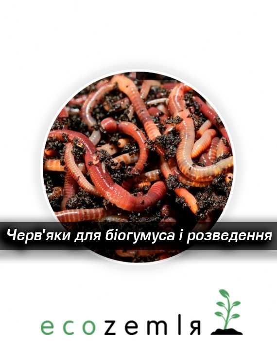Хробаки для рибалки компосту біогумусу черв'як старатель,сім'я 1500шт