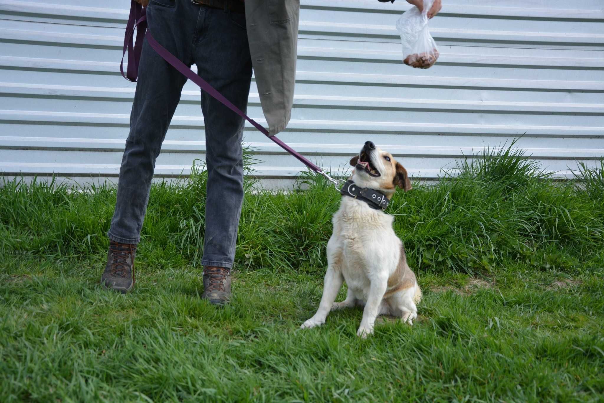 Vito - MAŁY Przyjaciel Z Pasją do Odkrywania Świata! ADOPCJA