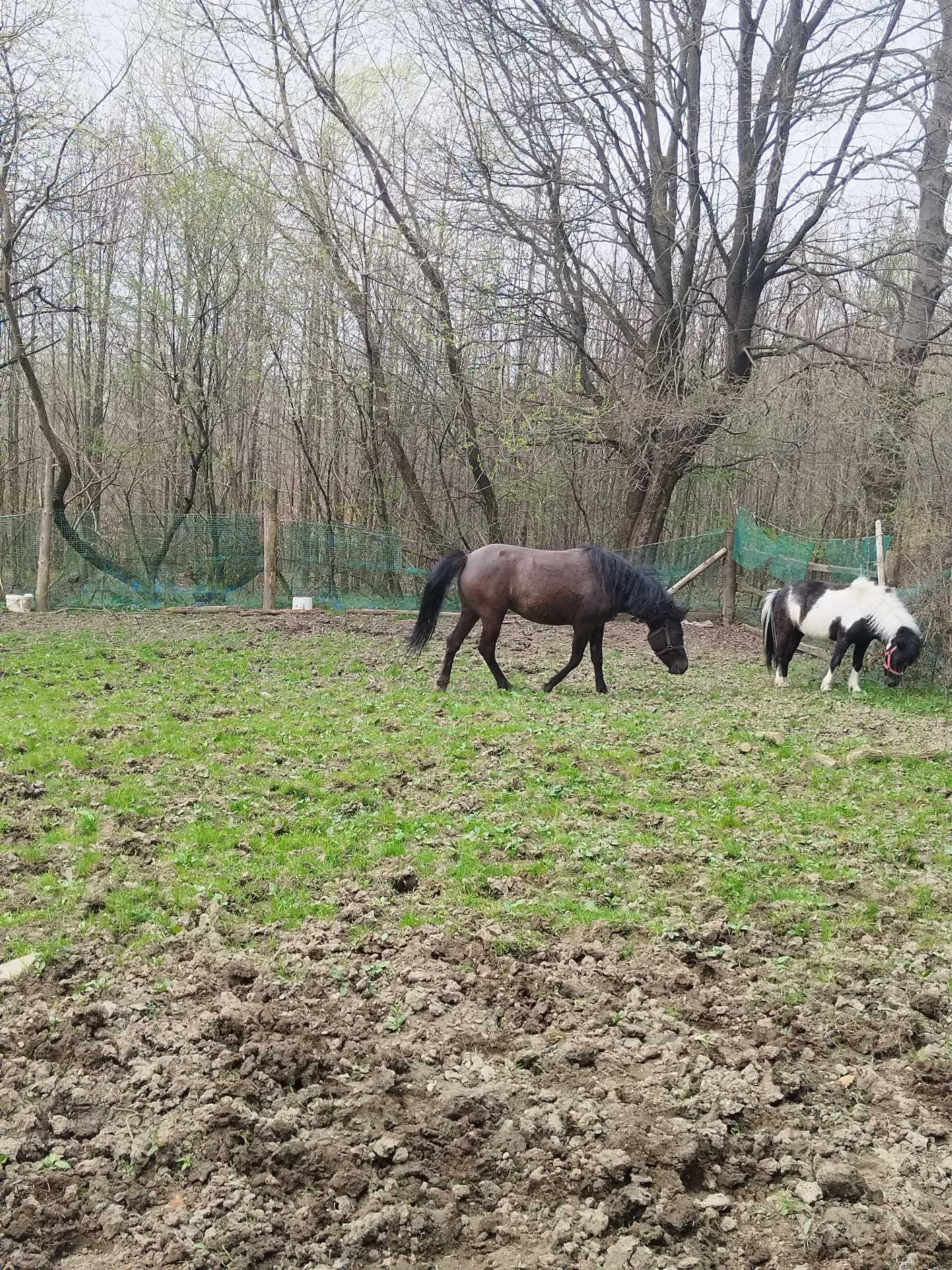 Klacz huculska spokojna