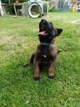 Owczarek Belgijski Malinois ZKwP/ FCI