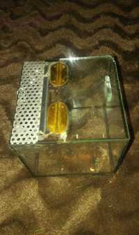 Terrarium szklane dla ptasznika, jaszczurki, patyczaki 11x11x11cm