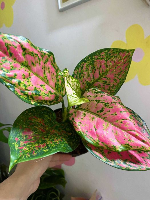 антуріум регал, аглаонема крімсон лав ,епіпремнум марбл кінг та ін