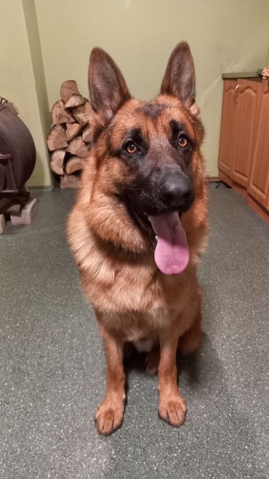 Вязка немецкий овчарка