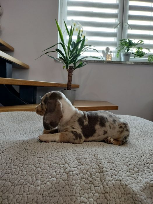 Sprzedam pieska (chłopca) Jamnik Krótkowłosy Standardowy Merle