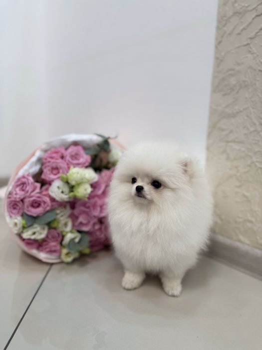 Красуня з документами КСУ