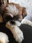 Szczeniak rasy Shih-Tzu