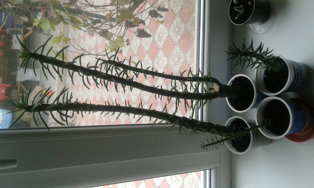 Распродажа Черенки  Аустроцилиндропунции шиловидной