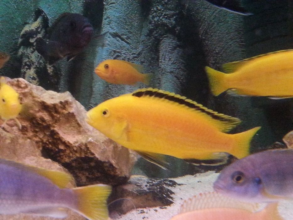 sprzedam rybki pyszczaki yellow (Labidochromis caeruleus)
