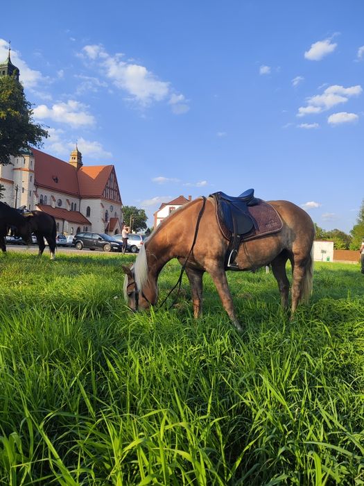 Współdzierżawa koni