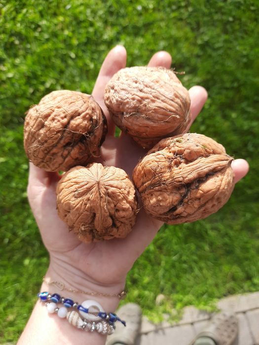 Orzechy włoskie Jacek 3kg