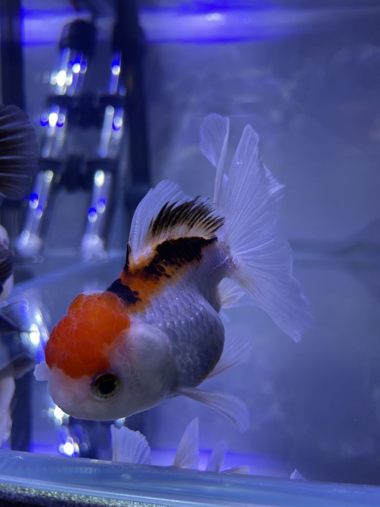 Oranda Cabeça de Leão Tricolor Grade A 7cm