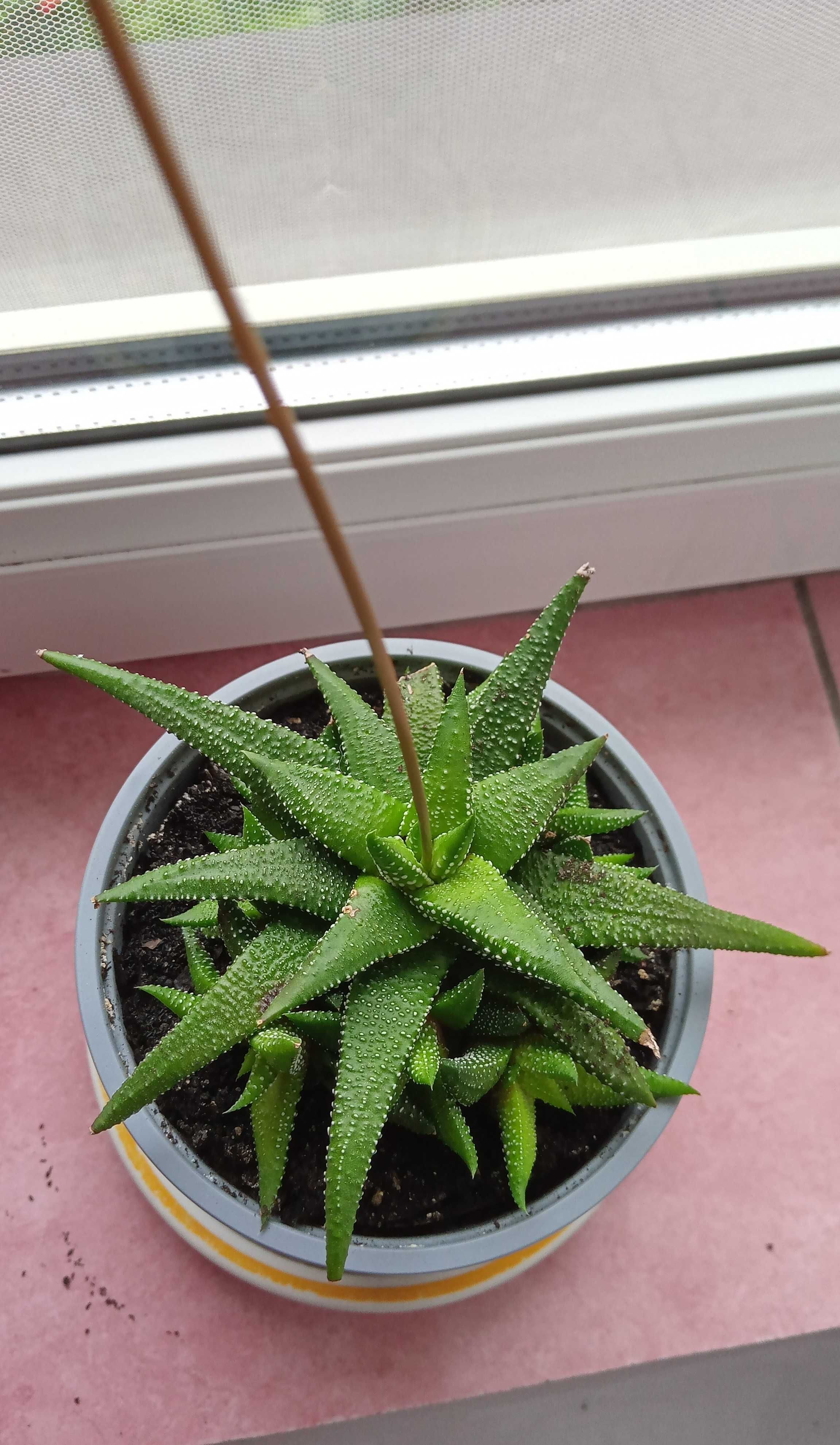 Haworsja Haworthia attenuata 'Enon'