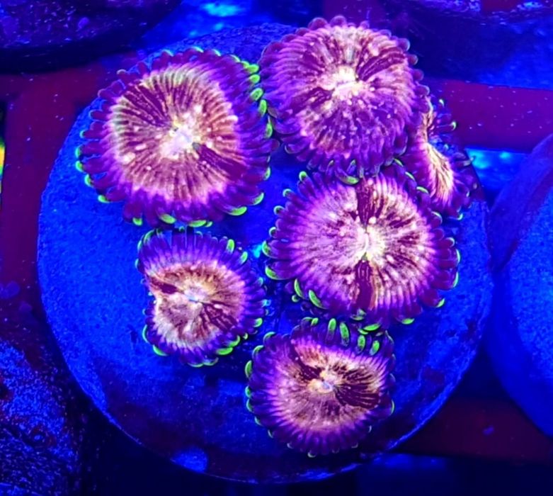 Zoanthusy Nirvana 6p. Koralowiec . Zoa . Akwarium morskie