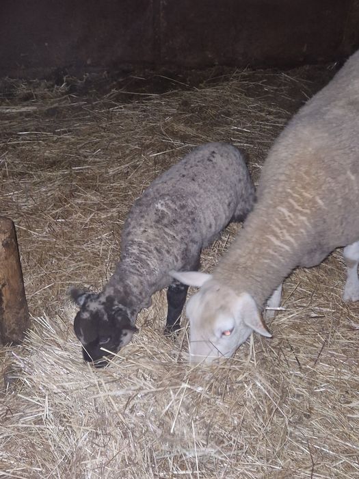 Borrega cruzada de suffolk