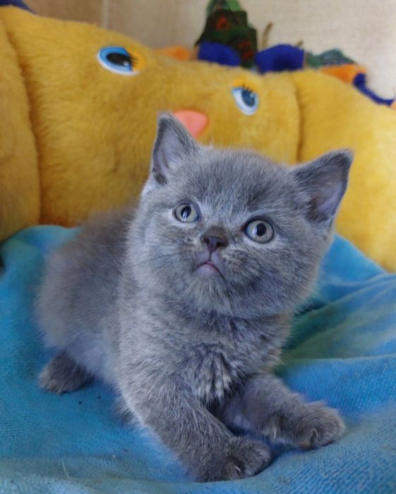 Продам красивых котят