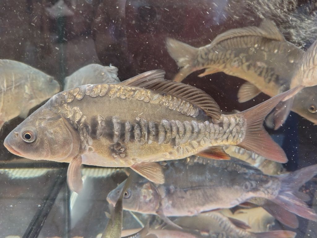 Karp królewski kroczek
