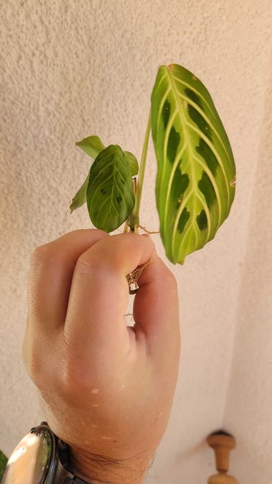 Maranta lemon lime