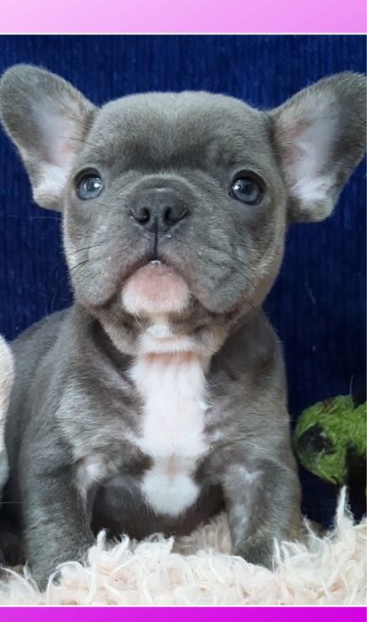 Мальчик французик мини