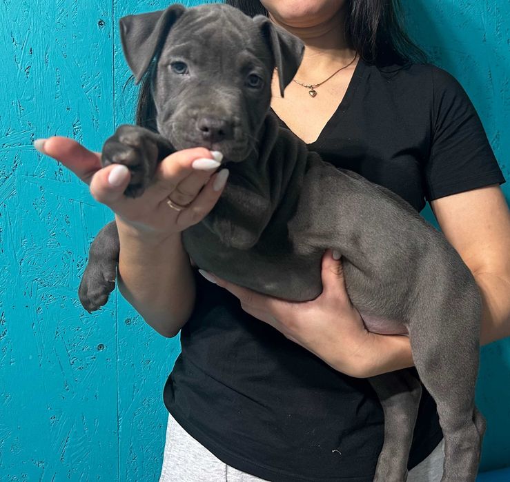 Цуценя хлопчик кобель Амстаффа АСТ американський стаффорд