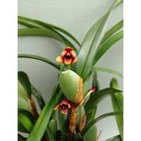 Мініатюрна орхідея Maxillaria varigata var brown