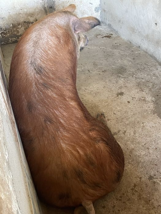 Porco DUROC.