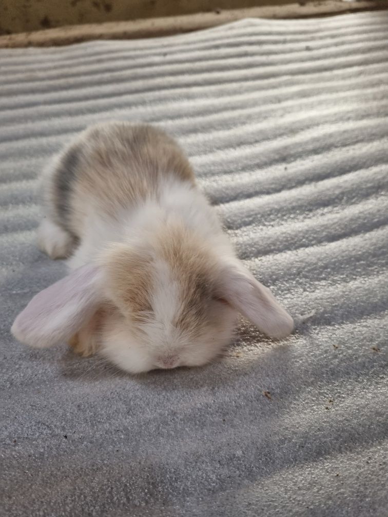 Kit coelhos anoes orelhudos na minha criacao na Benedita e Odivelas