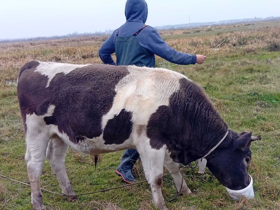 Продам .Бичок . Бички