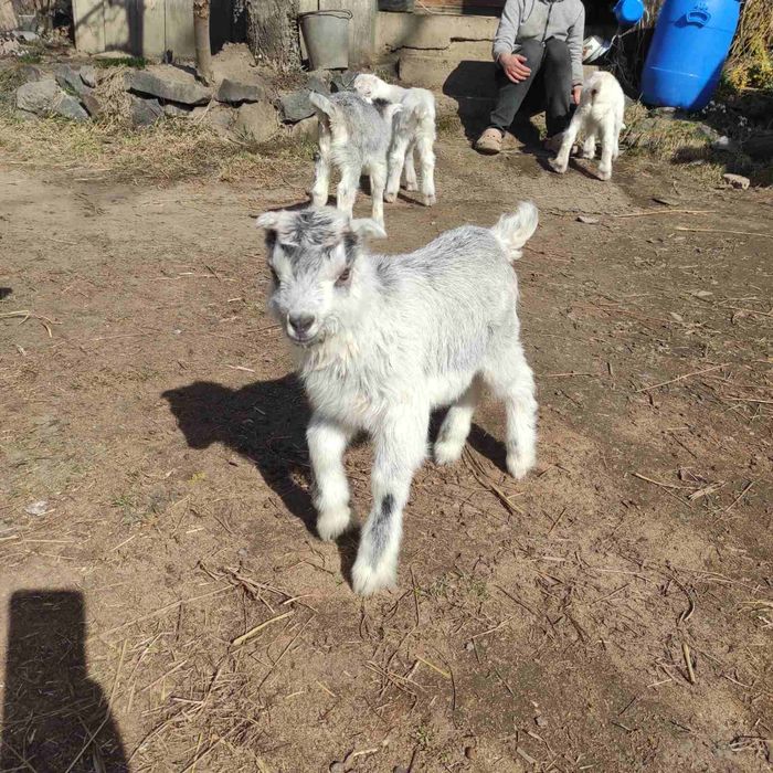 Козенята ламанча 2025 року