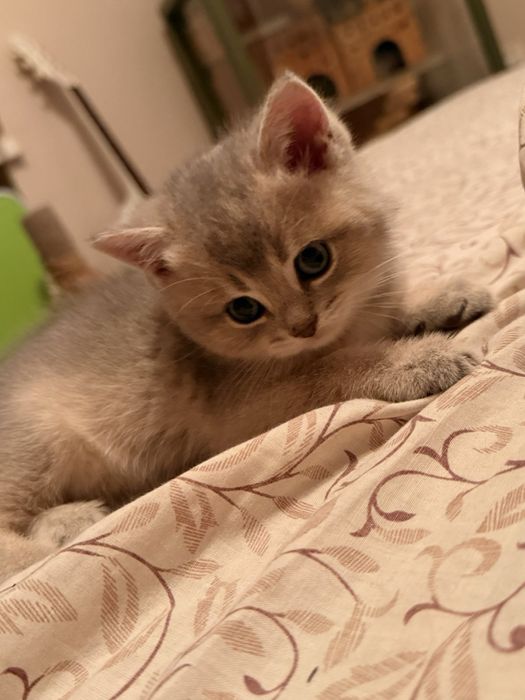 Шотландська золота шиншила кошенята