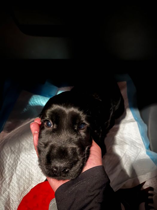 Cocker Spaniel Angielski