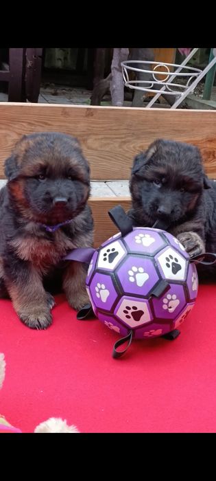 Високопорідні цуценята