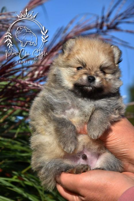 Szpic miniaturowy Pomeranian ZKwP