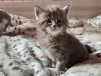 Maine Coon kotka