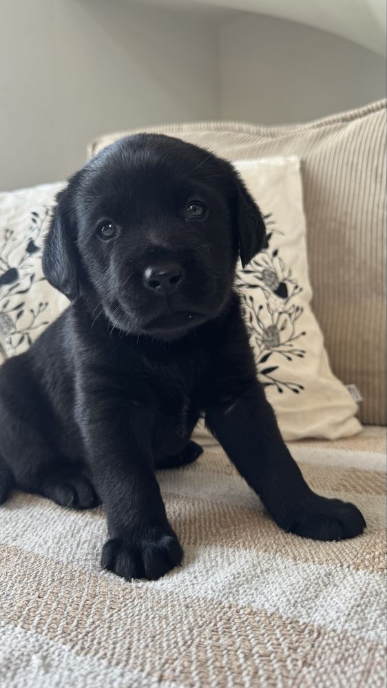 Czarny labrador retriever Nelson