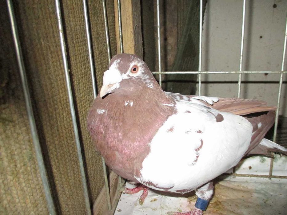 Gołębie pocztowe Samiec GB 22 r