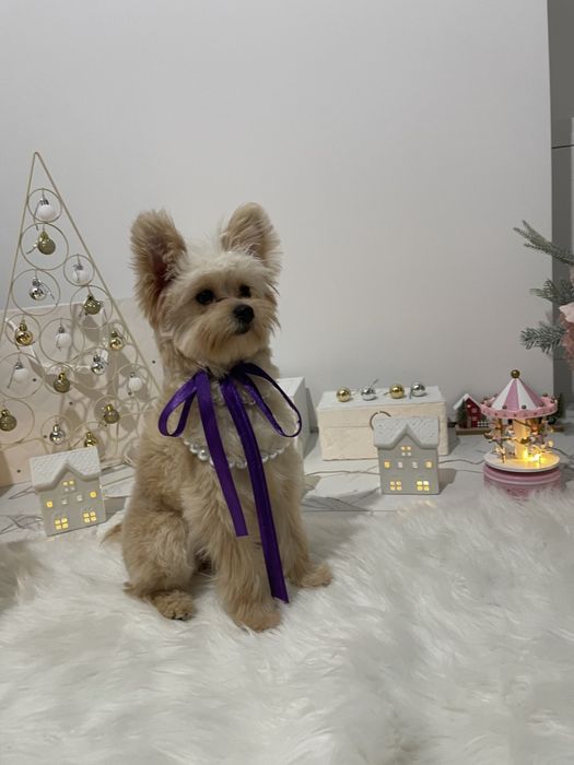 Помапу — Ідеальні супутниці з мякою шерстю та відкритим серцем