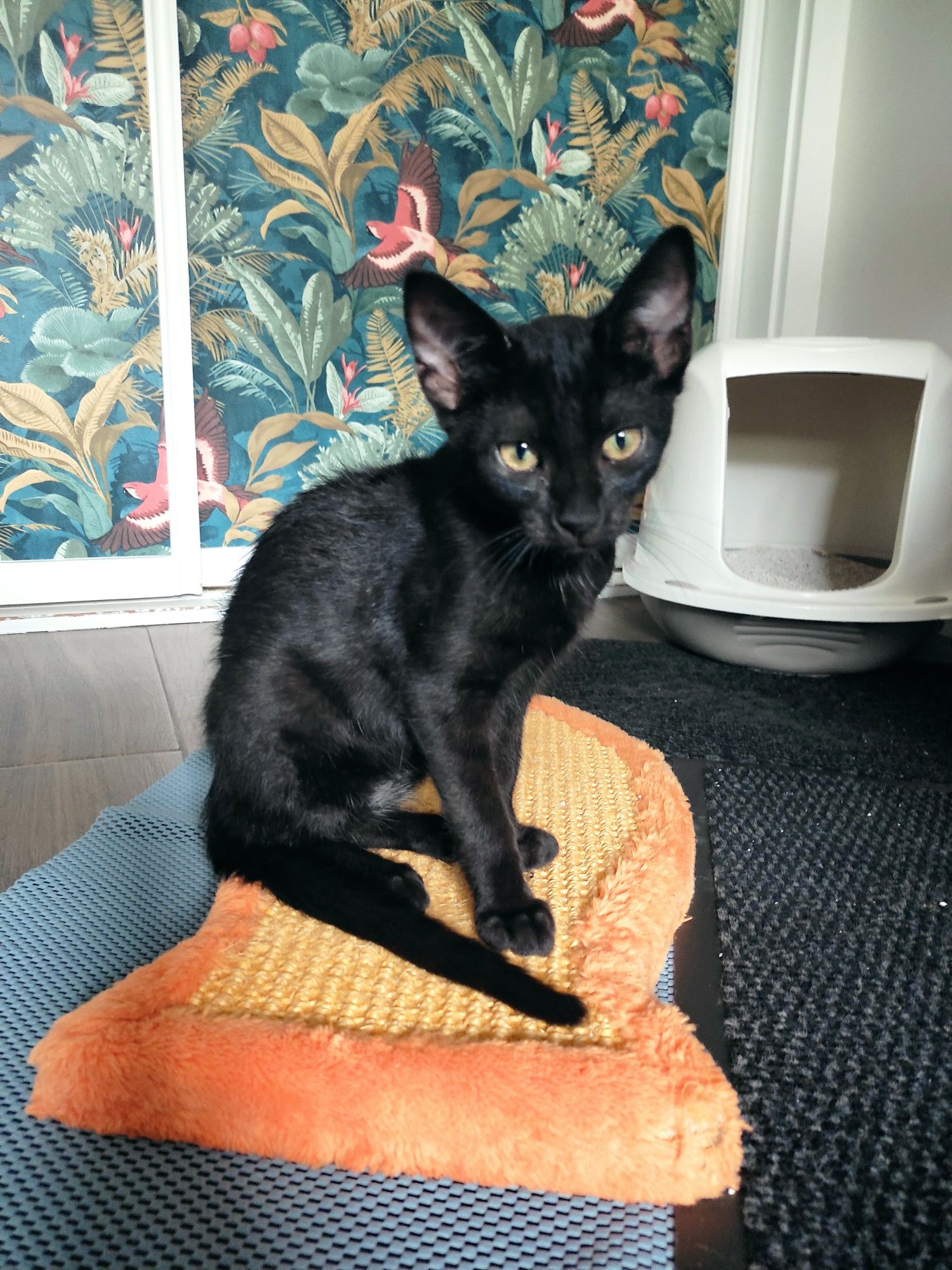 Adoção Gatinhos Bebés (todos machos),