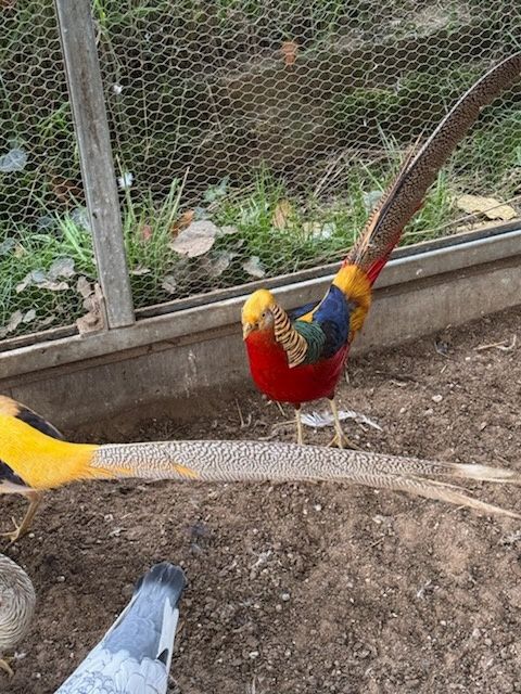 Bażant złocisty młody