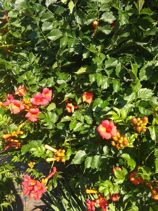 Рослини садові-камсис,лилии,коврик,хоста,климатис