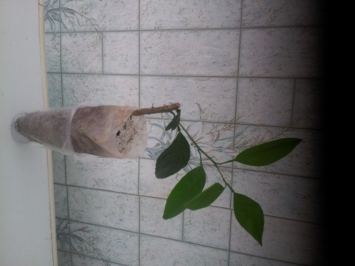 Мандарин ковано васе