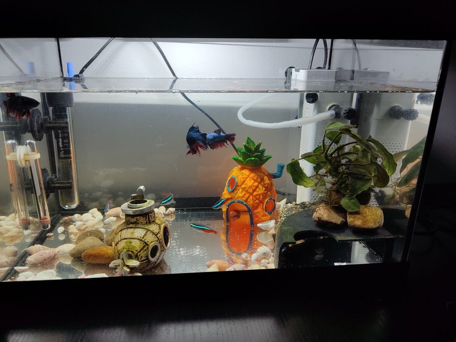 Sprzedam akwarium Diversa 25 litrów