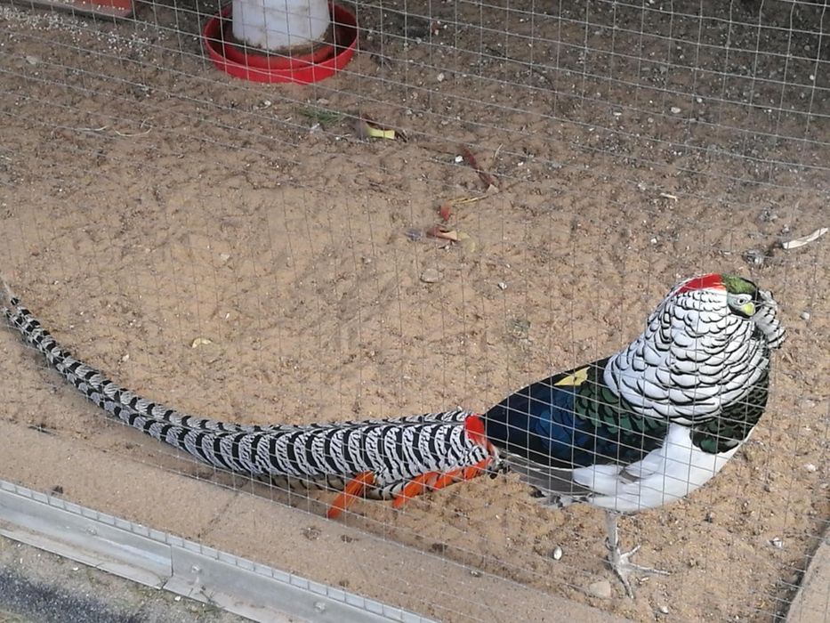 Sprzedam bażanty diamentowe