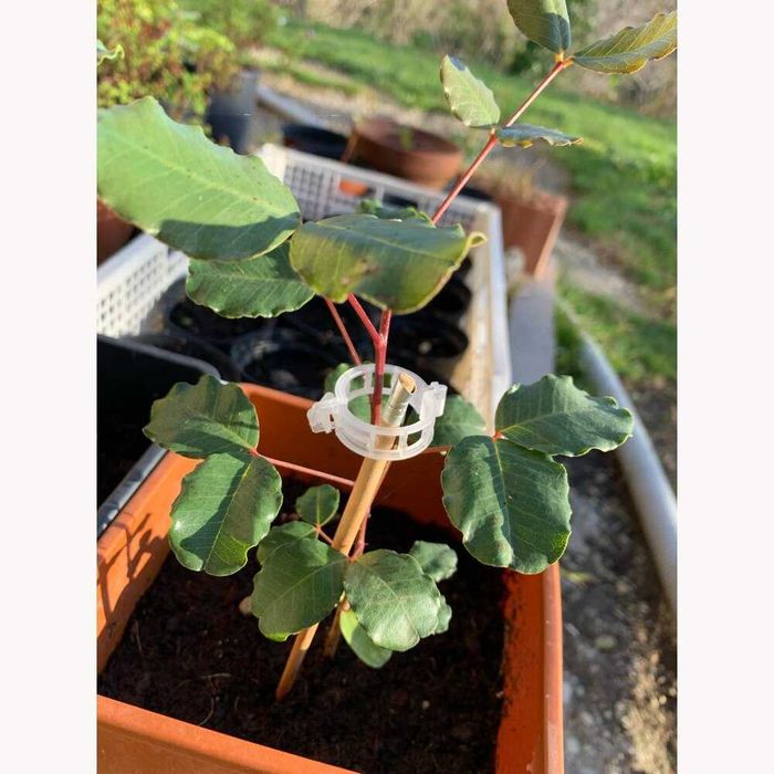 Argolas Grampo Plástico para fixação de plantas *** NOVO ***